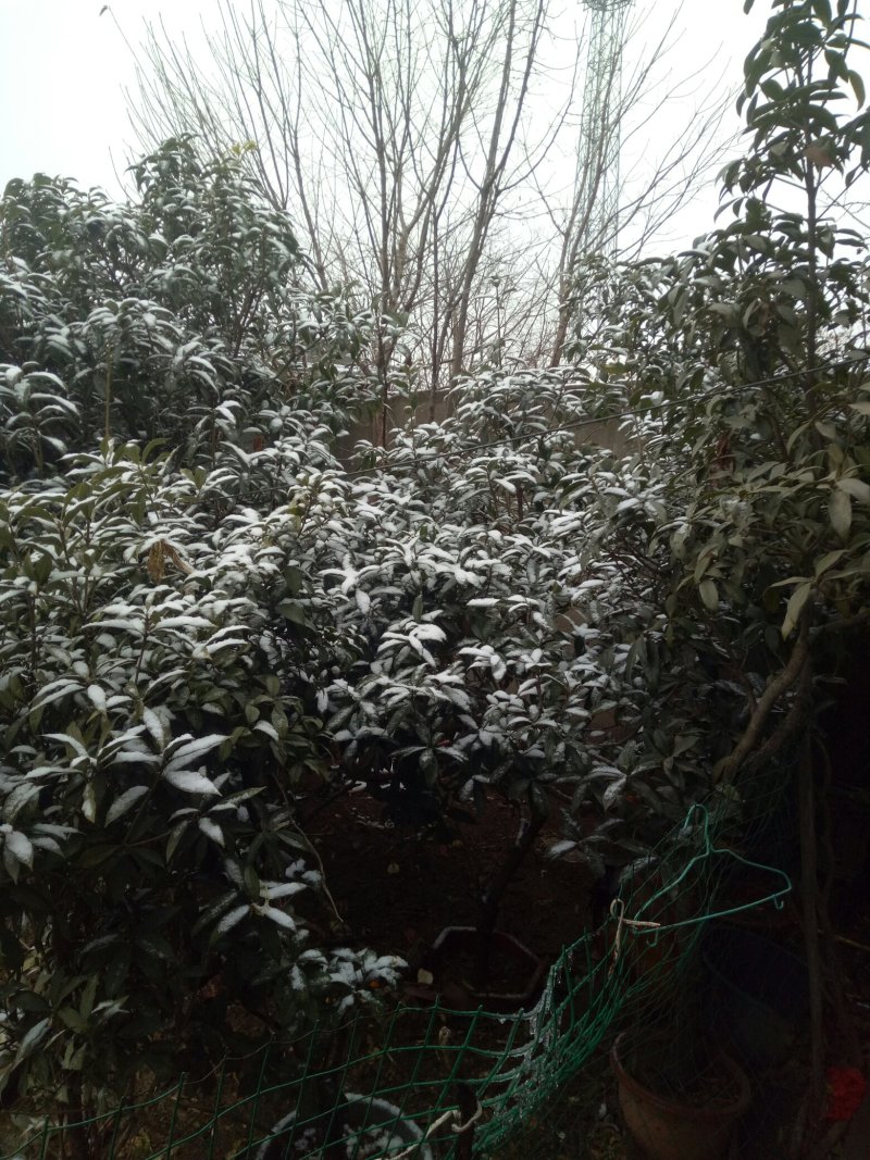柿子树