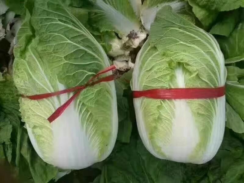 黄心菊锦大白菜4~6斤净菜推荐潍坊青专业团队装车割菜