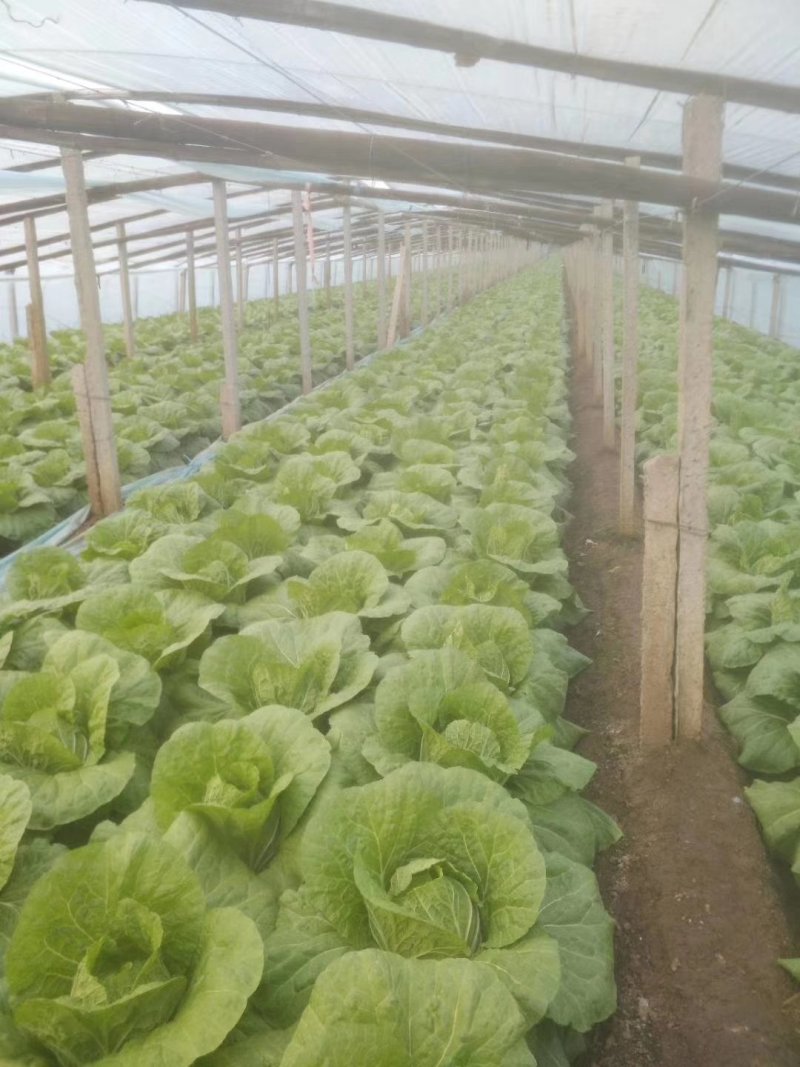 黄心菊锦大白菜4~6斤净菜推荐潍坊青专业团队装车割菜