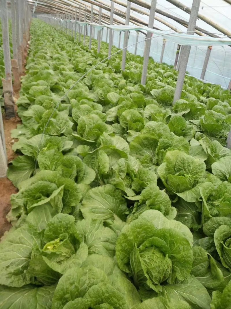 黄心菊锦大白菜4~6斤净菜推荐潍坊青专业团队装车割菜
