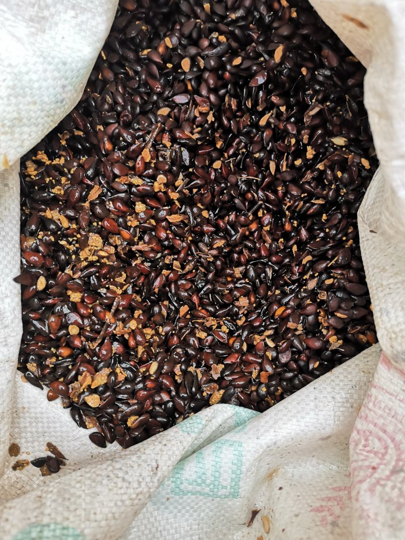 梨树种子鲜梨籽大梨种子.现加工现卖保出芽率