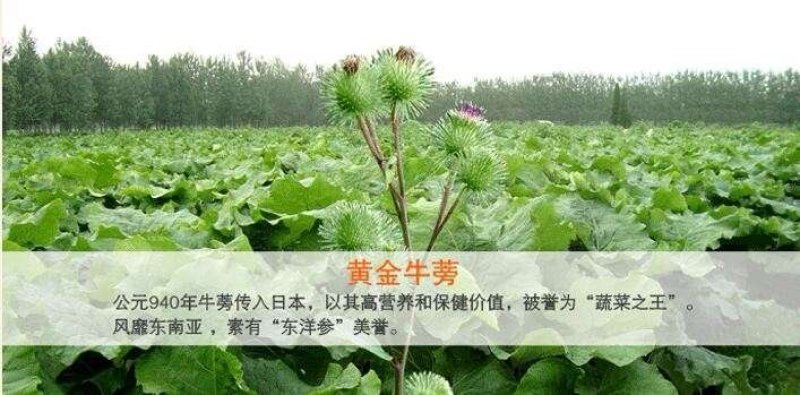 牛蒡茶牛蒡茶之乡徐州黄金茶250克包邮牛蒡根茶