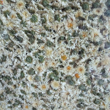 贡菊