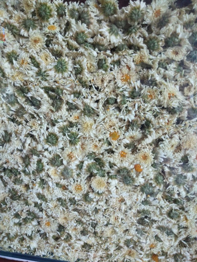 贡菊