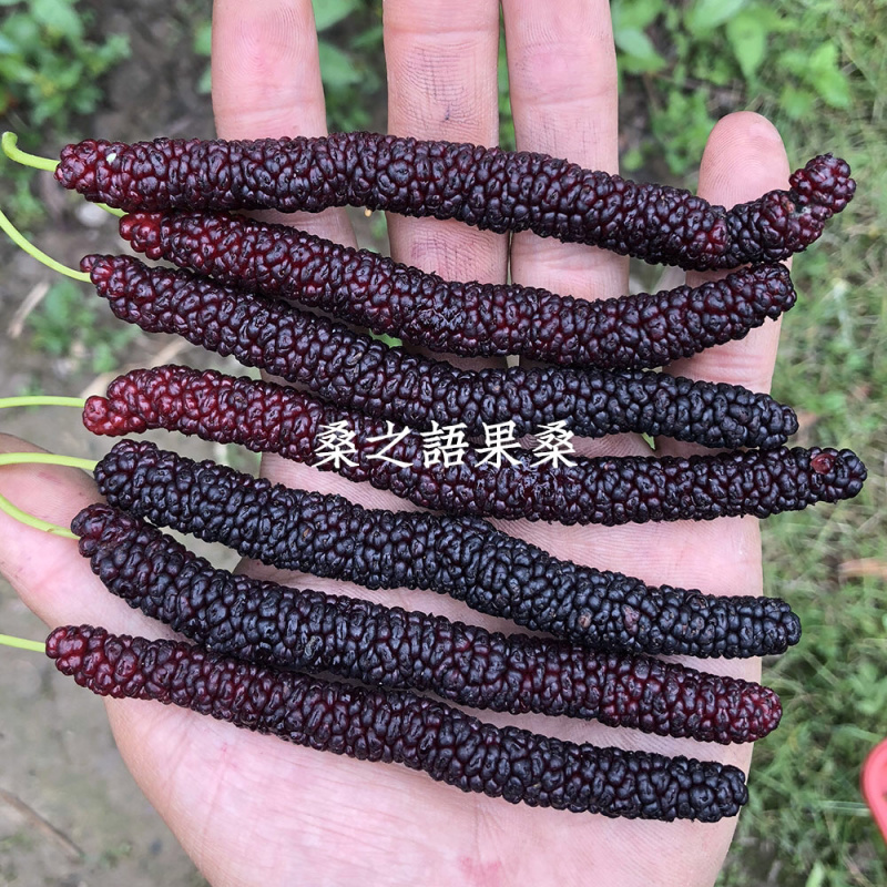 桑葚苗台湾长果桑嫁接苗紫金蜜桑果桑树苗