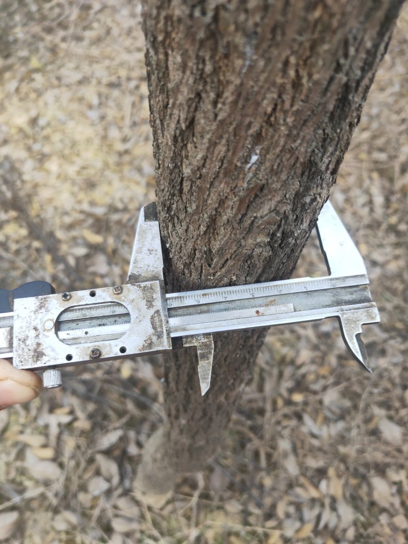 黄花风铃木10cm以下5-8cm