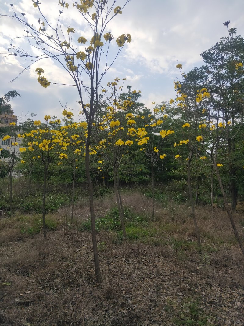 黄花风铃木10cm以下5-8cm