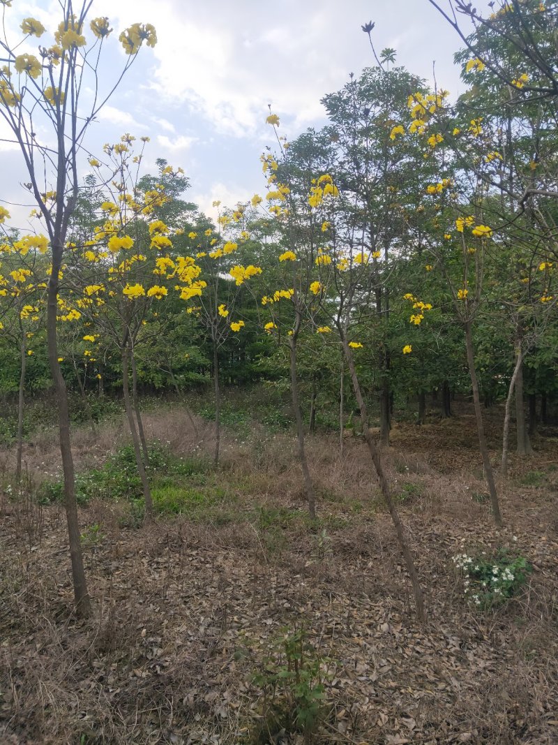 黄花风铃木10cm以下5-8cm