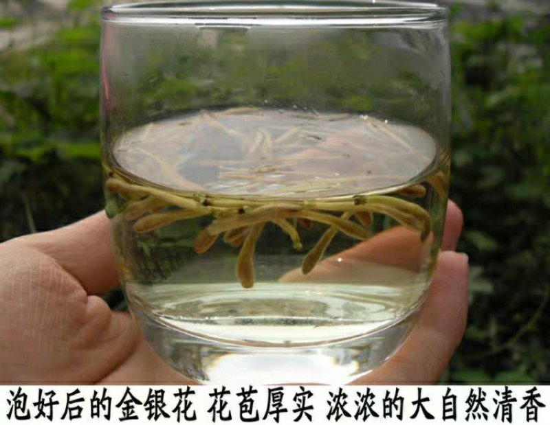 野生金银花