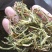 野生金银花