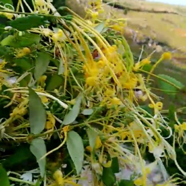 野生金银花