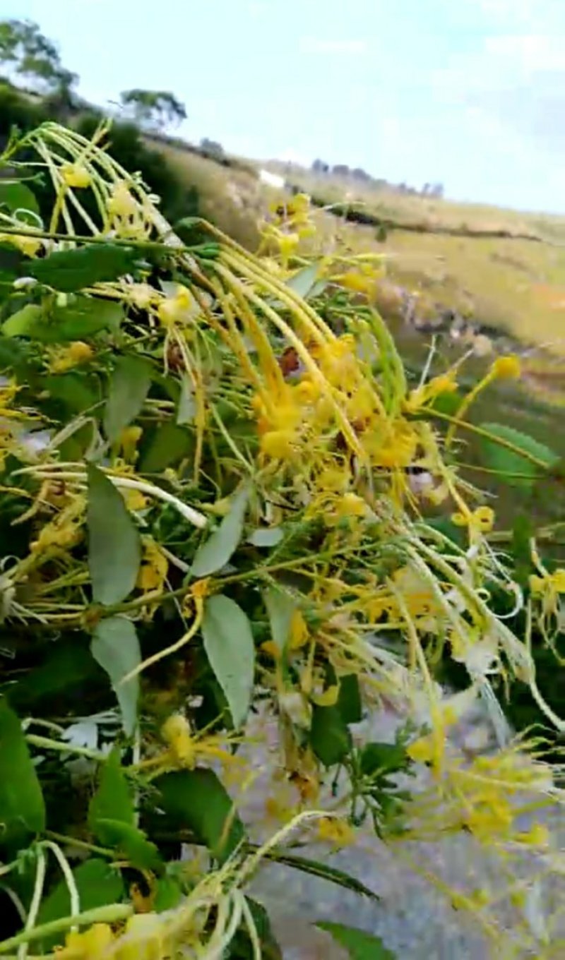 野生金银花