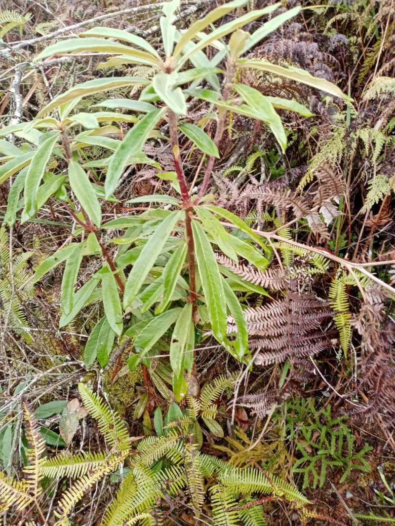 出售马缨花！映山红老桩