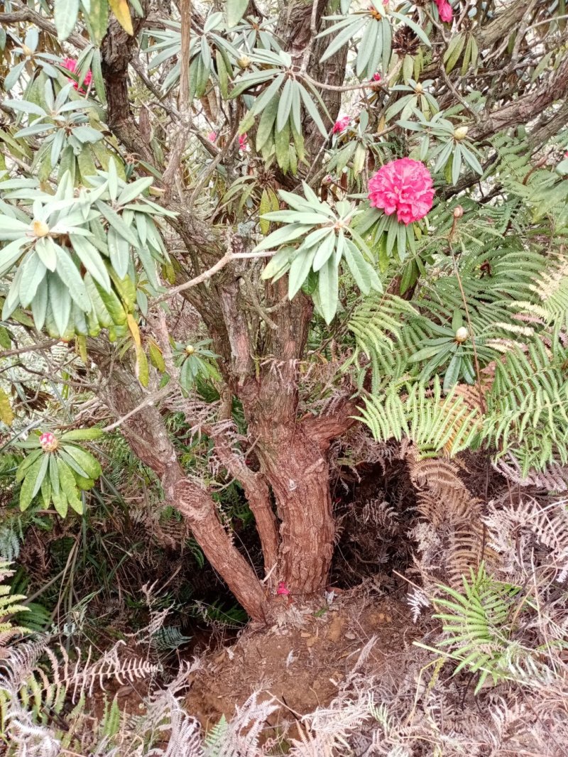 出售马缨花！映山红老桩