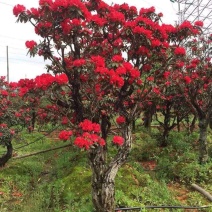 出售马缨花！映山红老桩