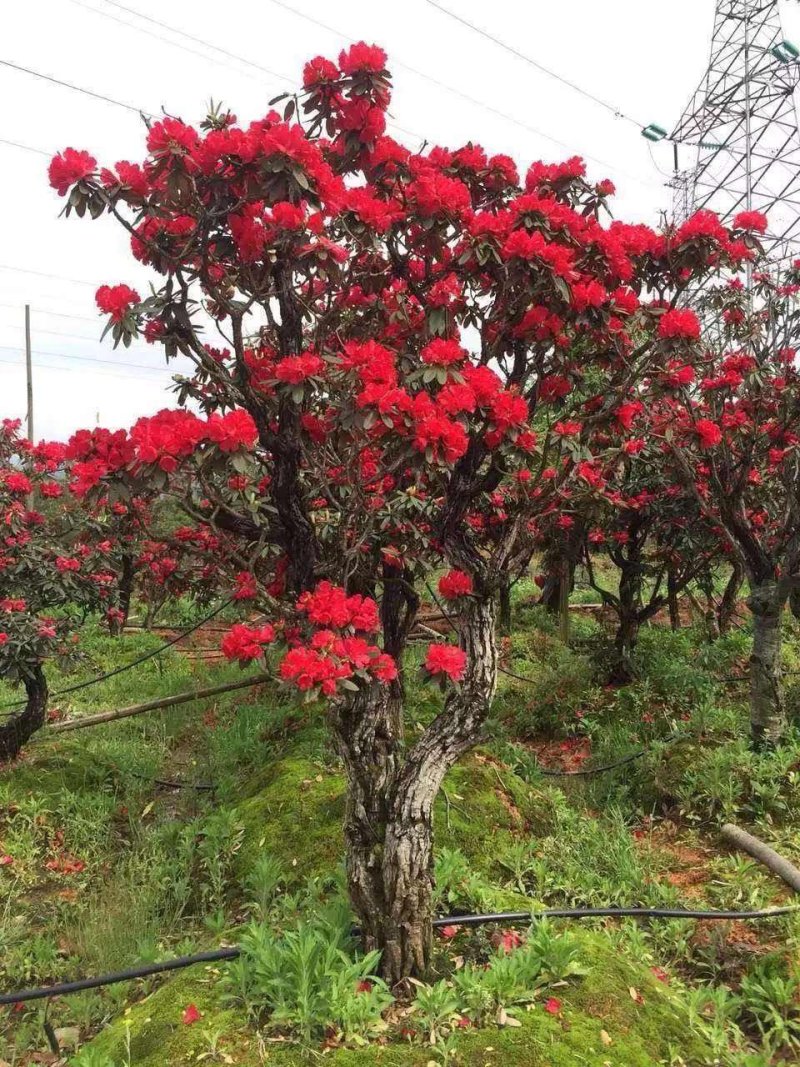 出售马缨花！映山红老桩