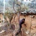 出售马缨花！映山红老桩