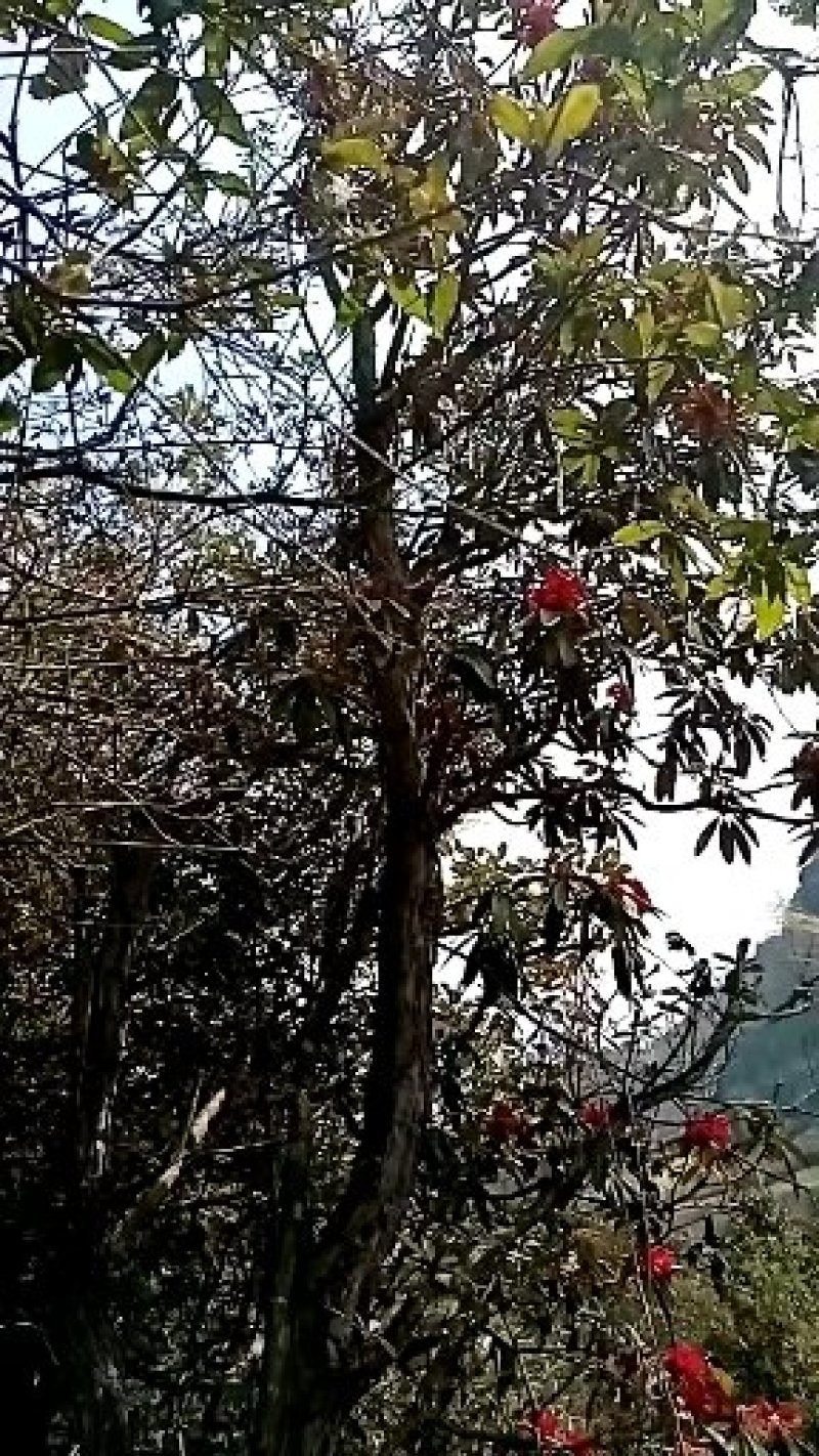 出售马缨花！映山红老桩