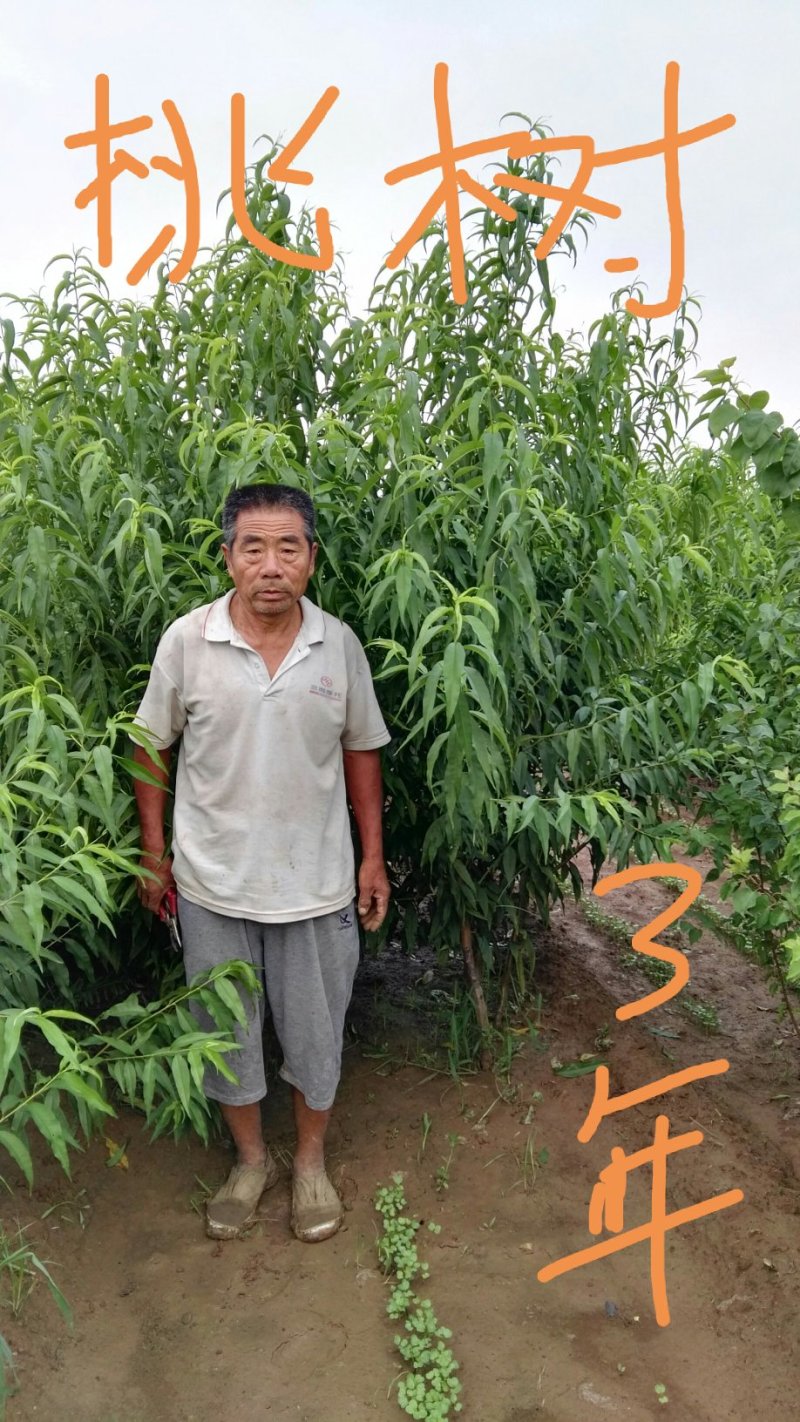 芒果味新品种，金芒蟠桃树苗，单果250克，七月中旬成熟