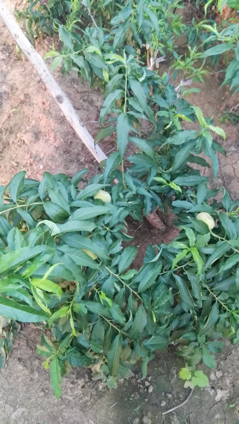 芒果味新品种，金芒蟠桃树苗，单果250克，七月中旬成熟