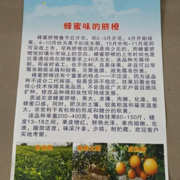 蜂蜜味脐橙苗