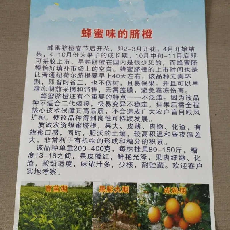 蜂蜜味脐橙苗