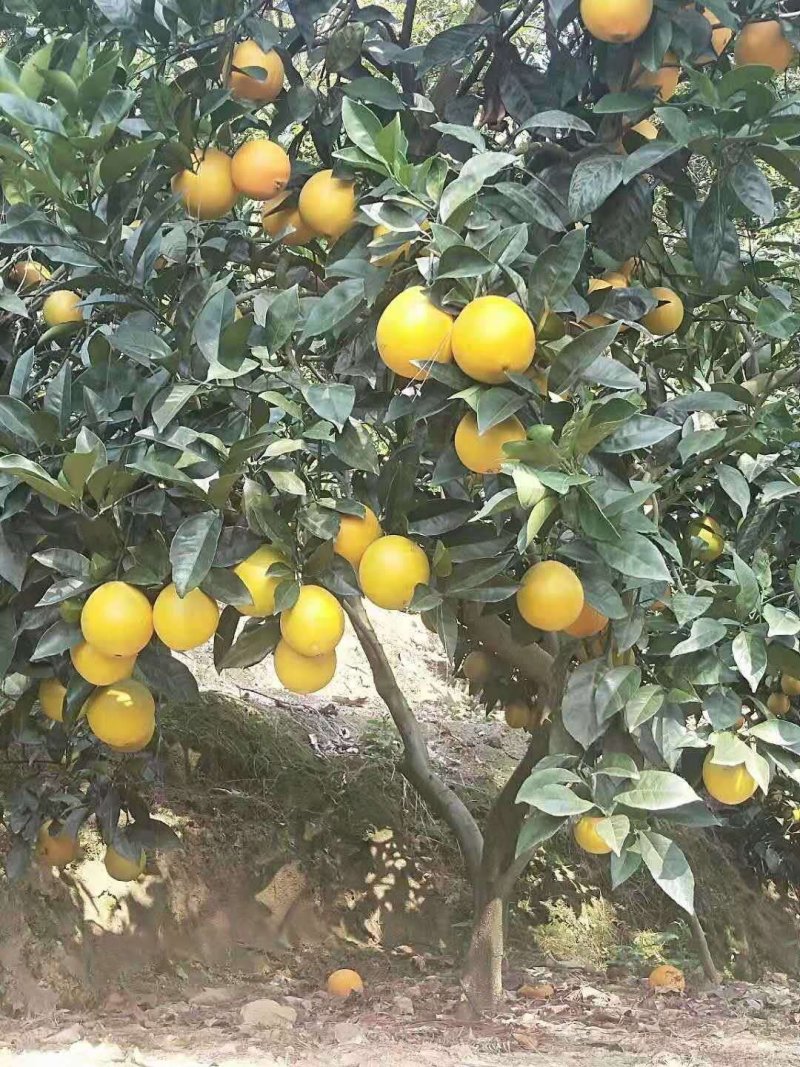 蜂蜜味脐橙苗