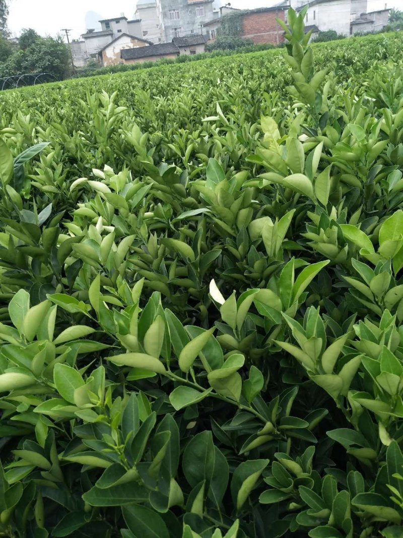 蜂蜜味脐橙苗