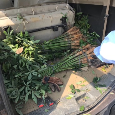 宫粉紫荊，木棉，黄花风铃……