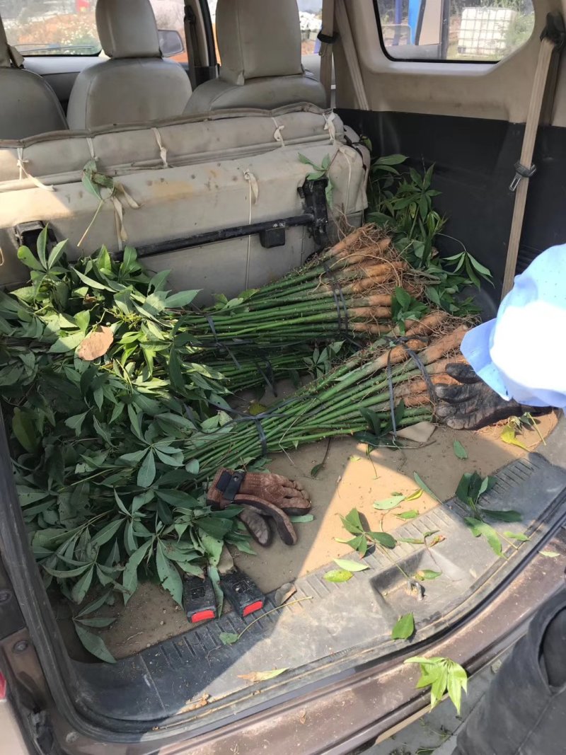 宫粉紫荊，木棉，黄花风铃……