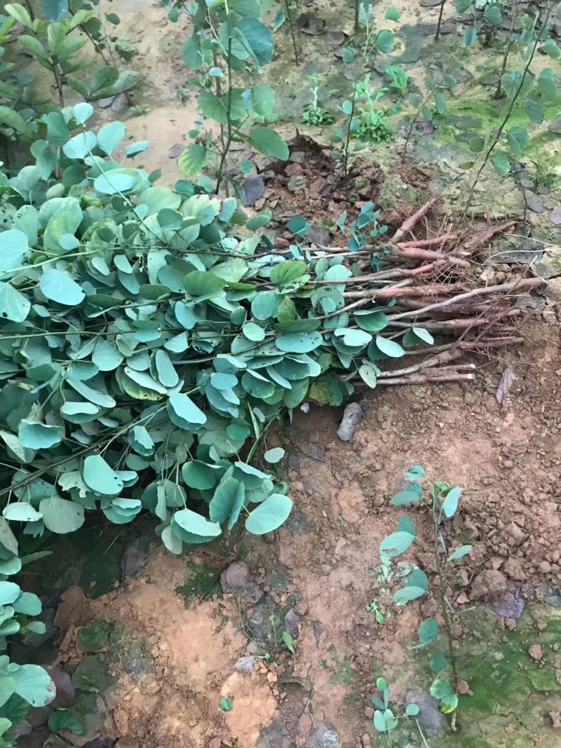 宫粉紫荊，木棉，黄花风铃……