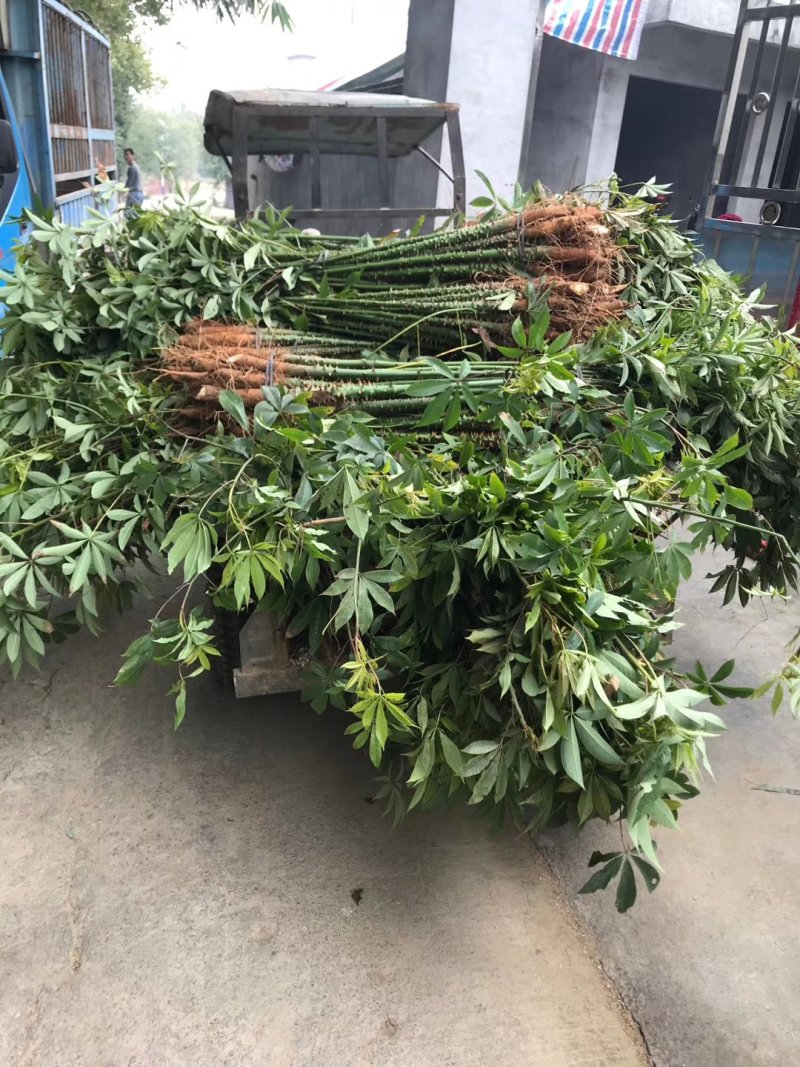 宫粉紫荊，木棉，黄花风铃……