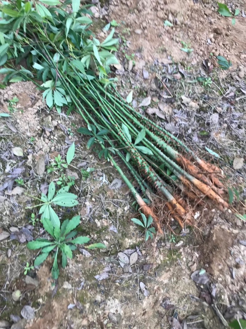 宫粉紫荊，木棉，黄花风铃……