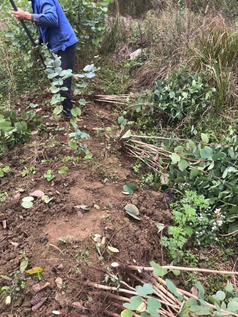 宫粉紫荊，木棉，黄花风铃……