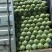 河北定州甘蓝大量上市