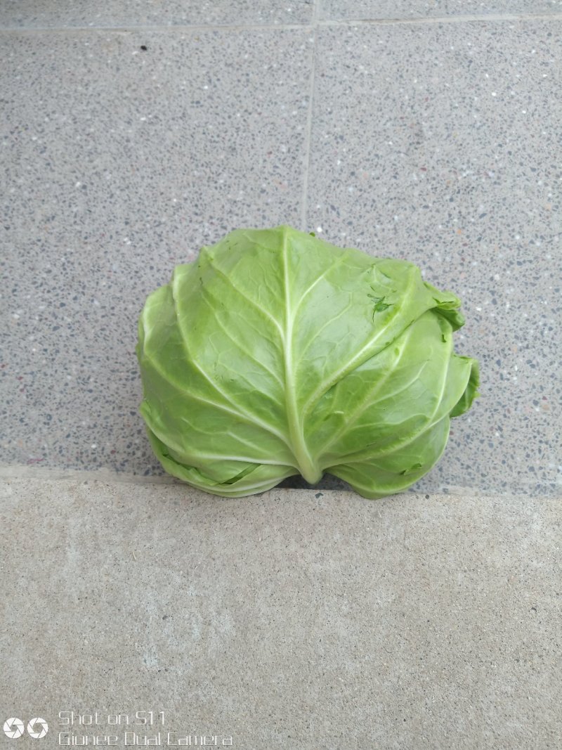 河北定州甘蓝大量上市