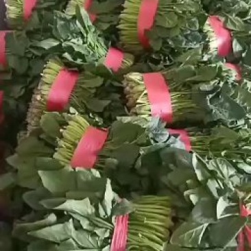 精品菠菜！农户直接交易无中间差价！
