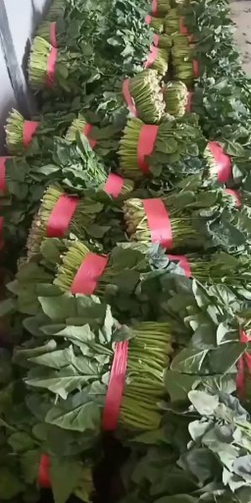 精品菠菜！农户直接交易无中间差价！