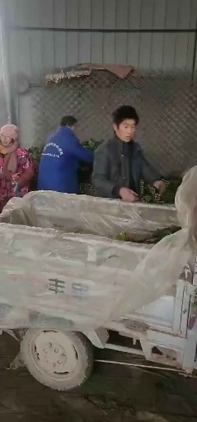 精品菠菜！农户直接交易无中间差价！