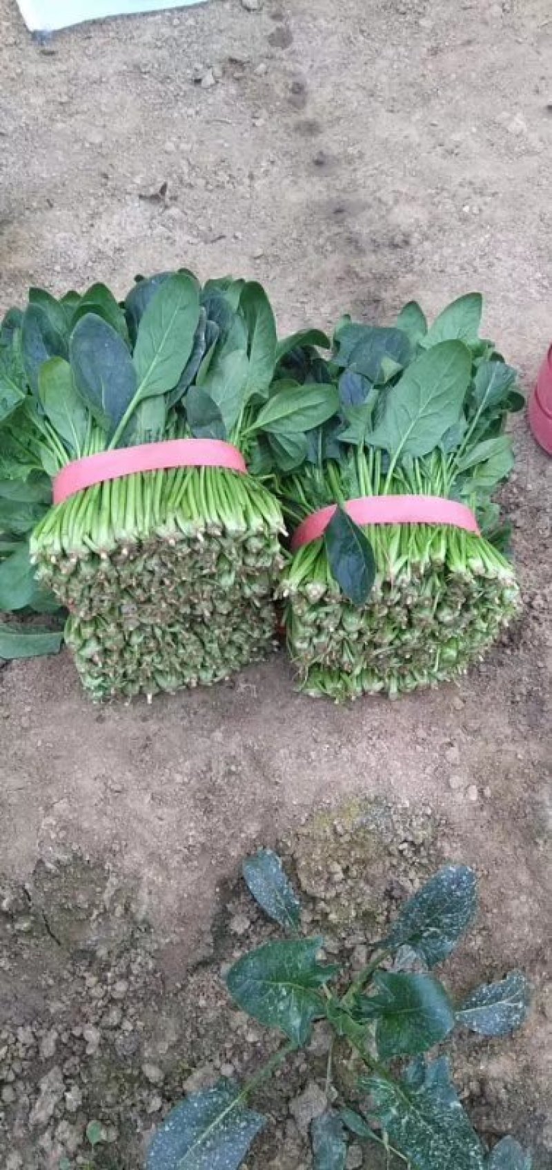 精品菠菜！农户直接交易无中间差价！