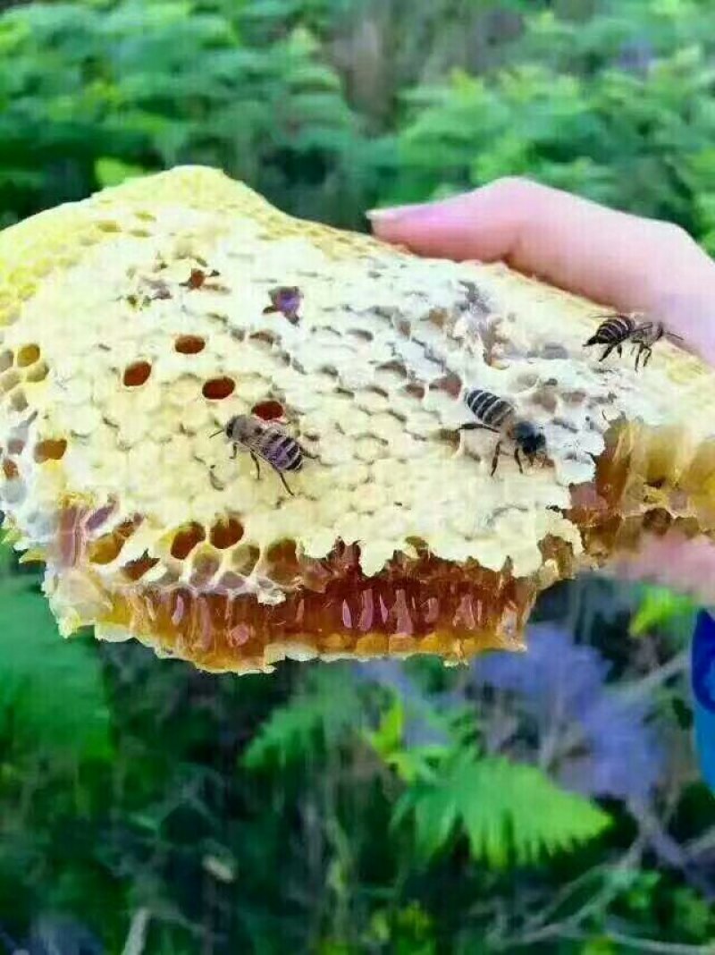 野生蜂蜜需要联系我哦