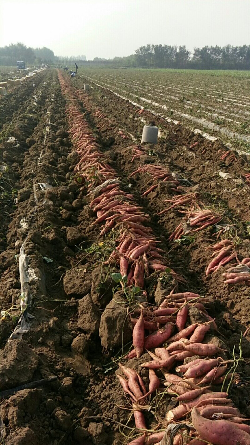 龙薯九号红薯鲜薯大量供应龙薯九商品加工有货