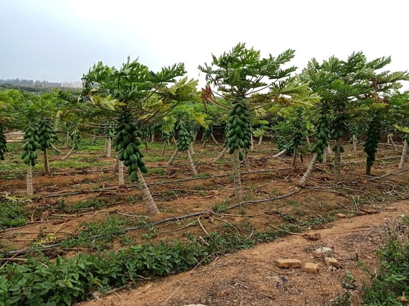 木瓜产地批发