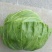 中甘21甘蓝大量上市