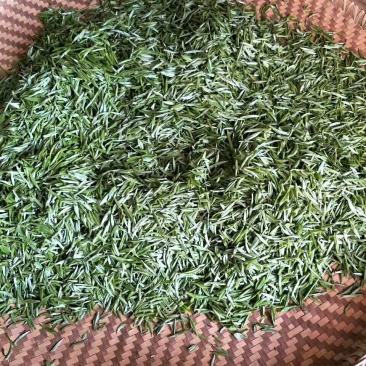 雀舌茶