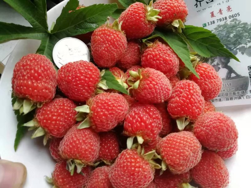 掌叶覆盆子红树莓种苗基地直供