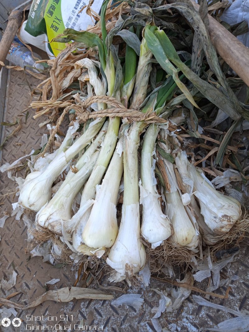 河北定州鸡腿大葱大量上市