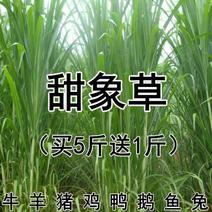 台湾甜象草种子多年生四季高产牧草种子养殖牛羊兔鱼甜象草籽