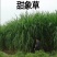 台湾甜象草种子多年生四季高产牧草种子养殖牛羊兔鱼甜象草籽