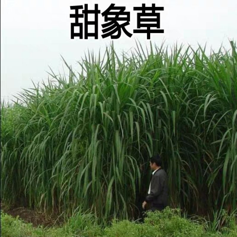 台湾甜象草种子多年生四季高产牧草种子养殖牛羊兔鱼甜象草籽